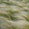 Stipa Ucrainica